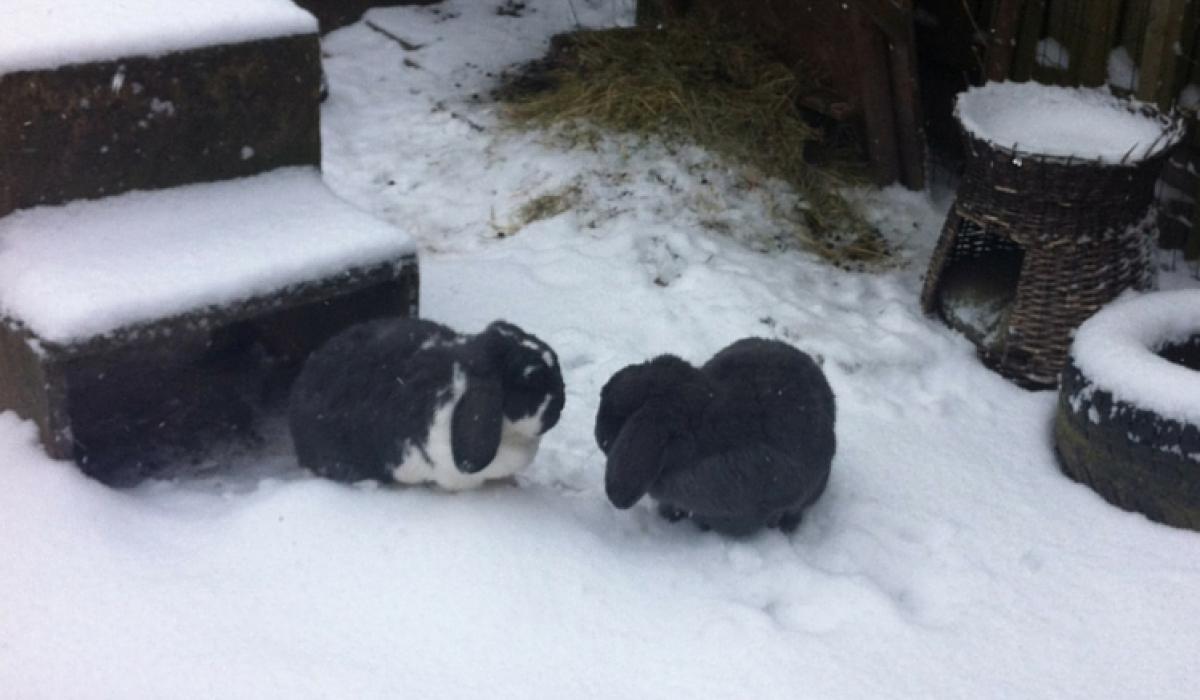 Konijnen sneeuw